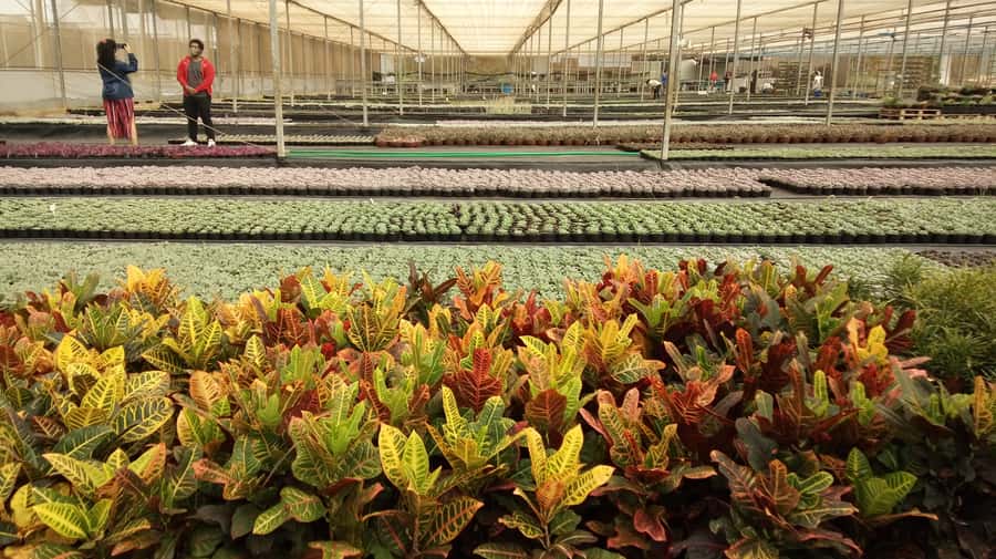 São Paulo: Holambra Colorful Flower Farm Guided Day Trip - Price and value: what your $118 actually buys