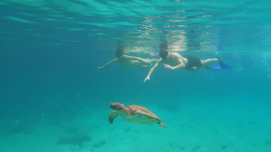 Snorkeling with turtles in their natural habitat - Key highlights worth planning for