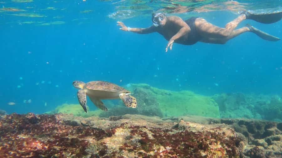 Snorkeling with turtles in their natural habitat - Snorkeling with sea turtles in Ilha Grande: what makes it feel different