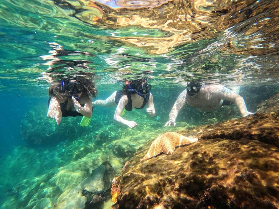 Snorkeling with turtles in their natural habitat - Underwater photos and videos next day: worth it if you care about memories