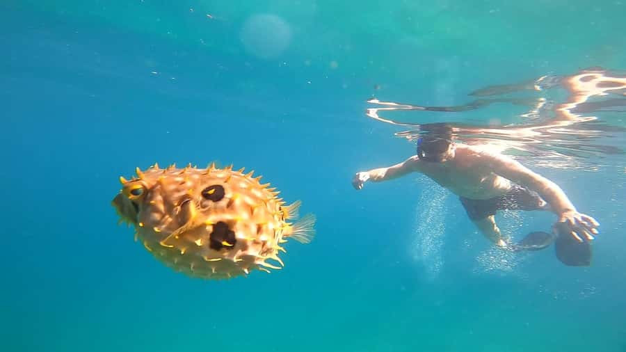 Snorkeling with turtles in their natural habitat - Price for a private group up to 4: is it good value?