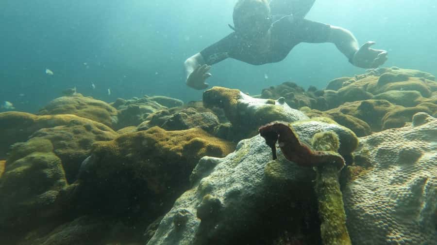 Snorkeling with turtles in their natural habitat - Vila do Abraão meet-up and the 6-hour rhythm