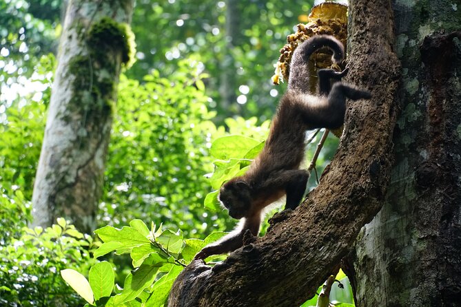 Tijuca Forest Hike - Waterfalls & Caves, Nature & Wild Life! - Cristalina and Baronesa waterfalls, then back on a different path
