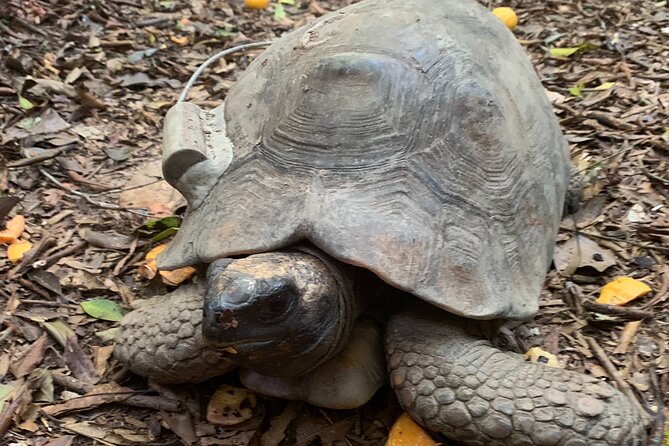 Tijuca Forest Hike - Waterfalls & Caves, Nature & Wild Life! - Wildlife and plants, with guides who actually point things out