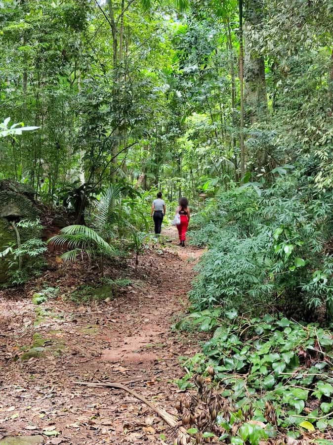 Tijuca Forest´s hike: caves, waterfalls and great views - The uphill rainforest trail, vegetation, ruins, and old circuits