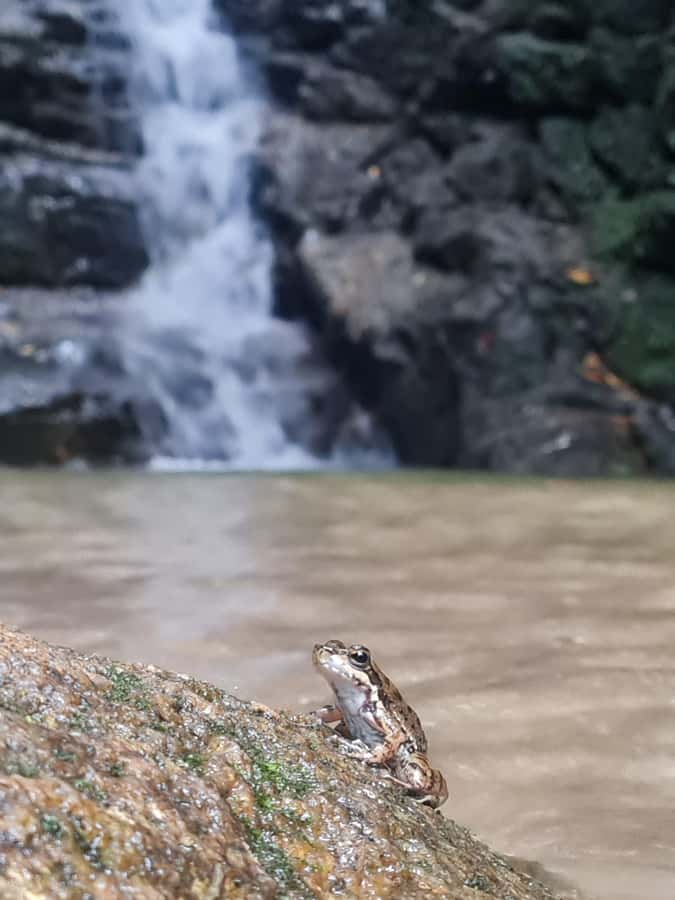 Tijuca Rain Forest - Adventure through Waterfalls & Caves - Meeting Point and Hotel Pickup Zones Around Rio