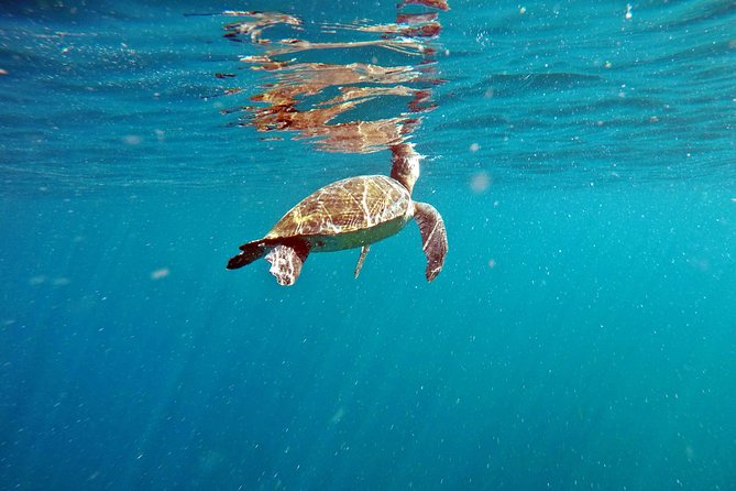 Turtle Snorkeling by Adrenailha - Key reasons this turtle snorkeling is popular
